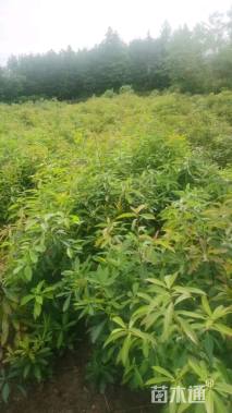 高度100厘米木荷小苗