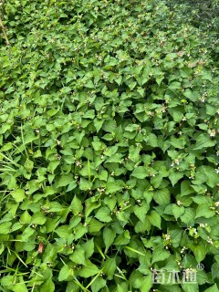 高度30厘米鱼腥草