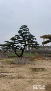 10公分造型赤松