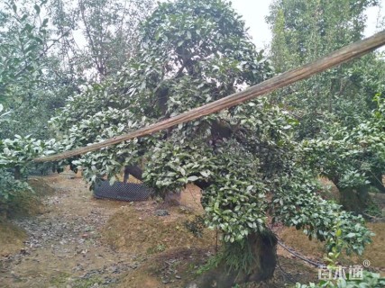 高度240厘米金弹子