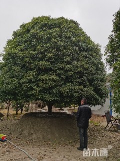 25公分桂花