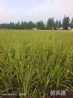 高度35厘米斑叶芒