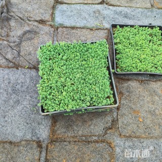 高度5厘米中华景天