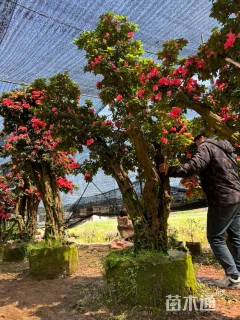 高度150厘米杜鹃