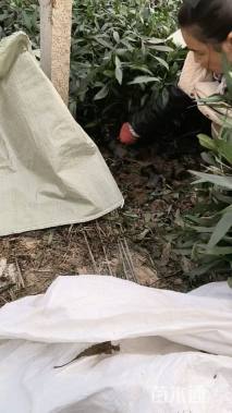 高度20厘米翠芦莉