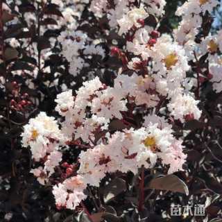 8公分白花紫薇