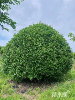 冠幅400厘米红叶石楠球