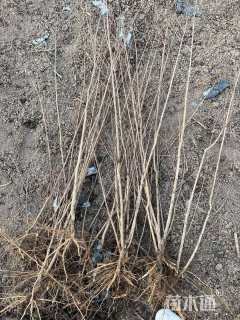 高度40厘米天鹅绒紫薇