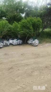 高度350厘米木槿