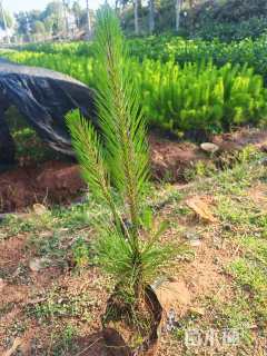 0.2公分细叶云南松