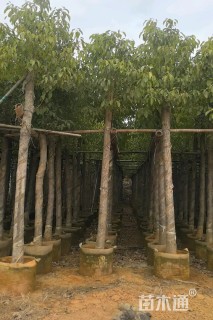 8公分香樟