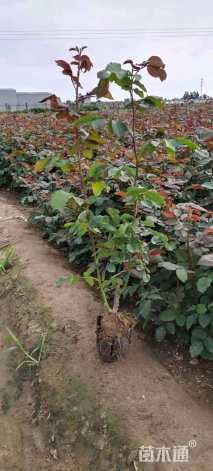 高度50厘米大花月季