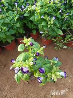 高度10厘米夏堇