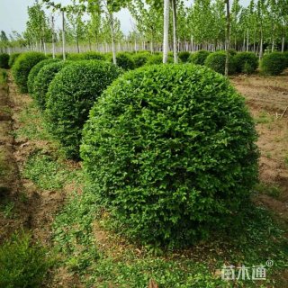 冠幅150厘米小叶女贞球