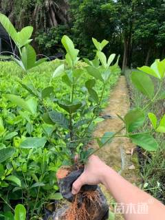 高度40厘米大叶栀子