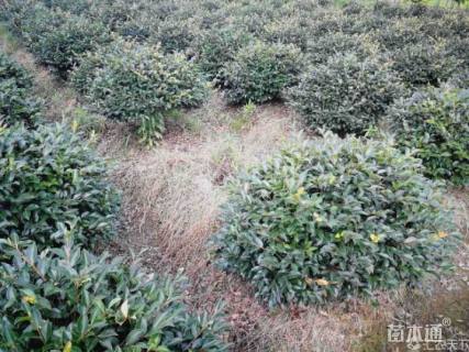 冠幅120厘米茶梅球