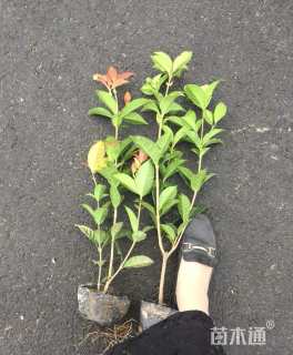 高度40厘米五彩桂花