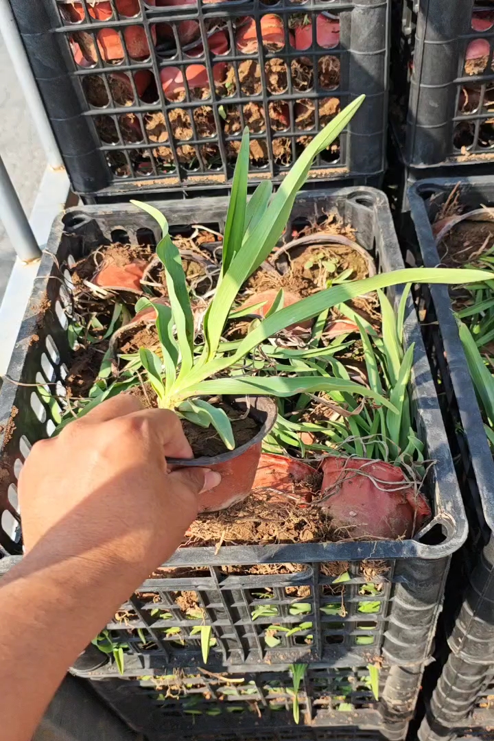 高度20厘米萱草