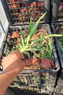 高度20厘米萱草
