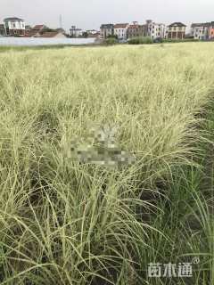 高度40厘米花叶芒