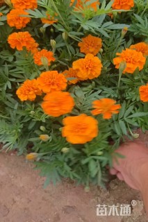 高度17厘米孔雀草