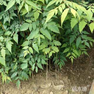 高度70厘米栾树小苗
