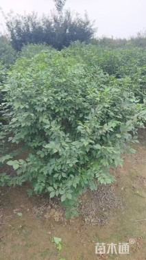 高度80厘米火焰卫矛