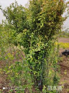 高度150厘米贴梗海棠