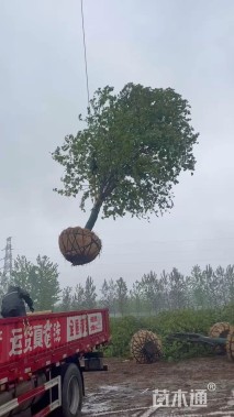 18公分美国红枫