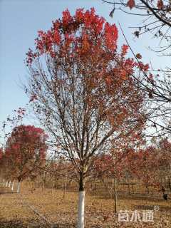 14公分美国红枫-红冠