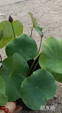 高度70厘米荷花