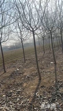 8公分红粉佳人樱