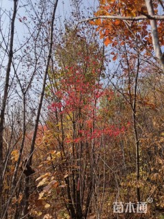 高度650厘米丛生五角枫