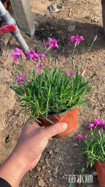 高度20厘米欧石竹