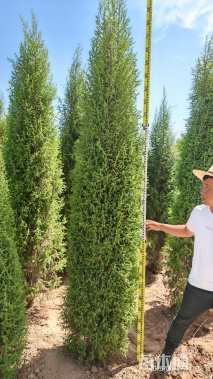 高度300厘米祁连圆柏