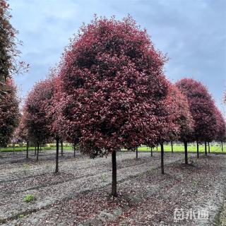 12公分高杆红叶石楠