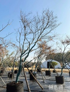 7公分红枫