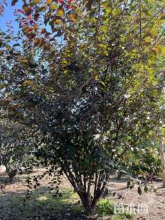 高度300厘米丛生榆叶梅