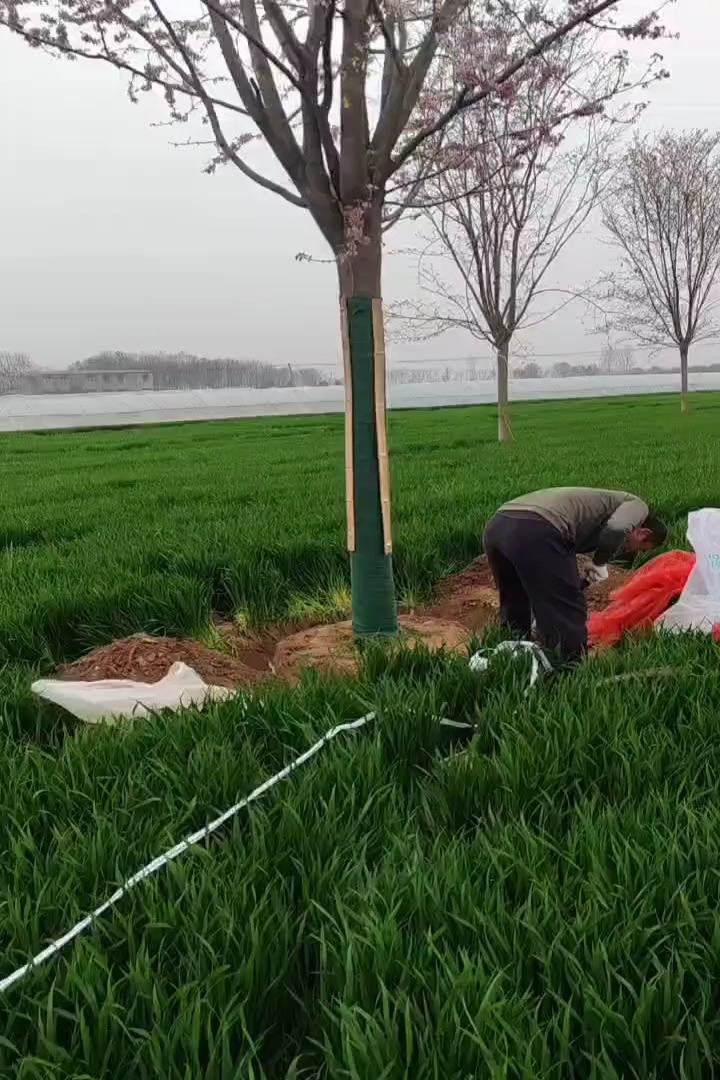 20公分香椿