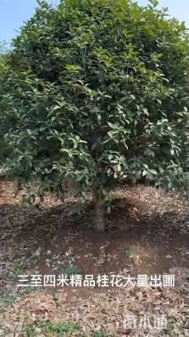 14公分桂花
