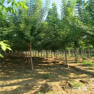 6公分绿叶复叶槭