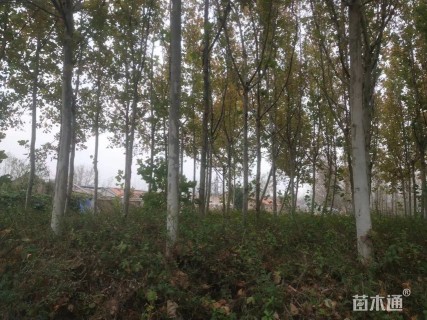 54公分法桐