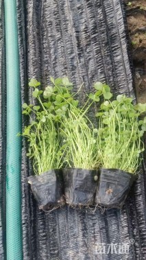 高度15厘米三叶草