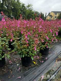 高度40厘米一串红