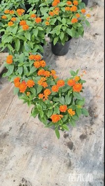 冠幅20厘米五色梅