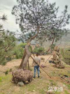 高度600厘米油松