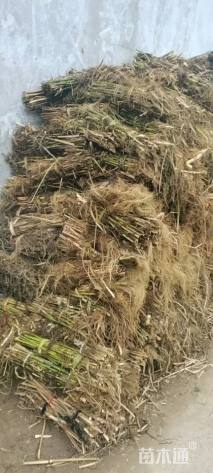 高度40厘米芦苇