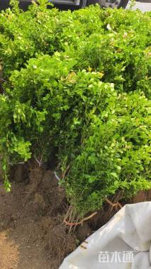 高度40厘米小叶黄杨