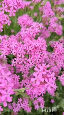 高雪轮种子高雪轮种子