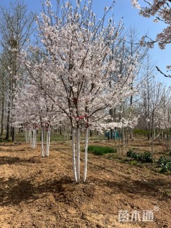7公分染井吉野樱